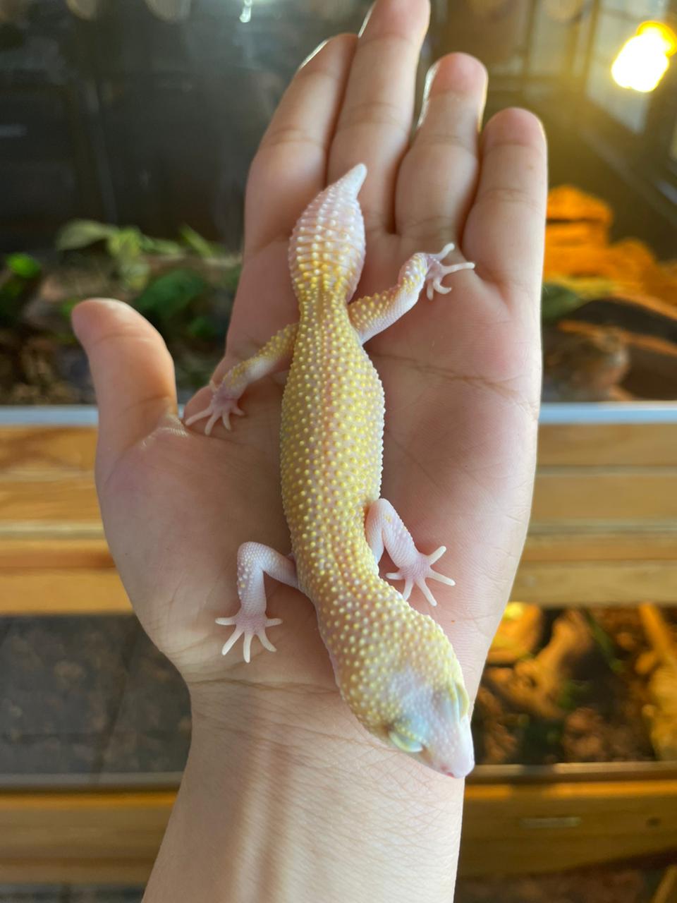 Gecko leopardo - Raptor hembra ruby eye