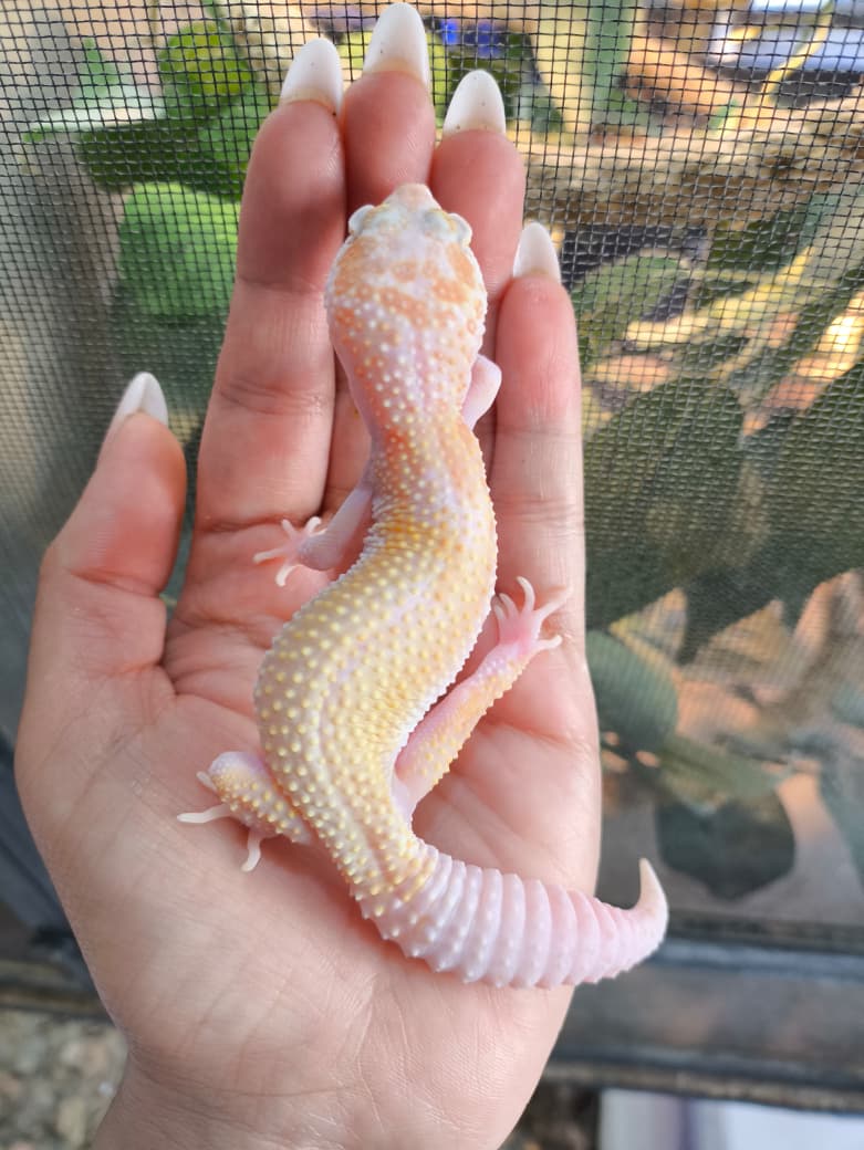 Gecko leopardo Snow Raptor WY macho juvenil 
