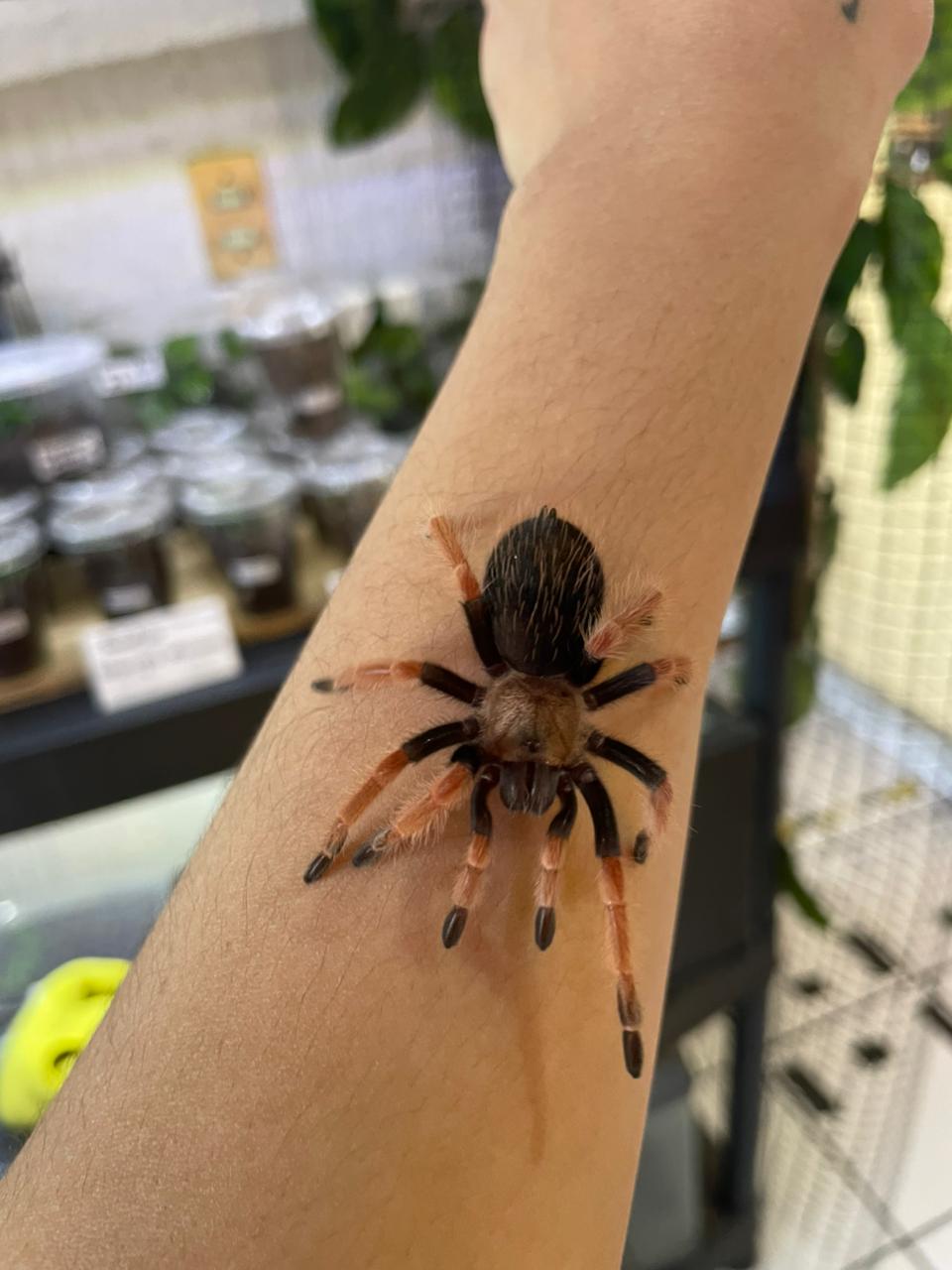 Tarantula Bohemei