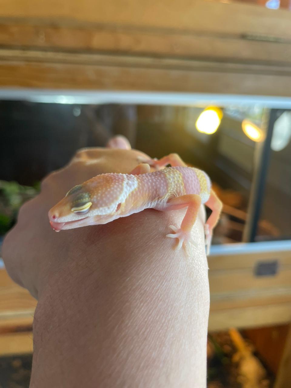 Gecko leopardo - Albino 