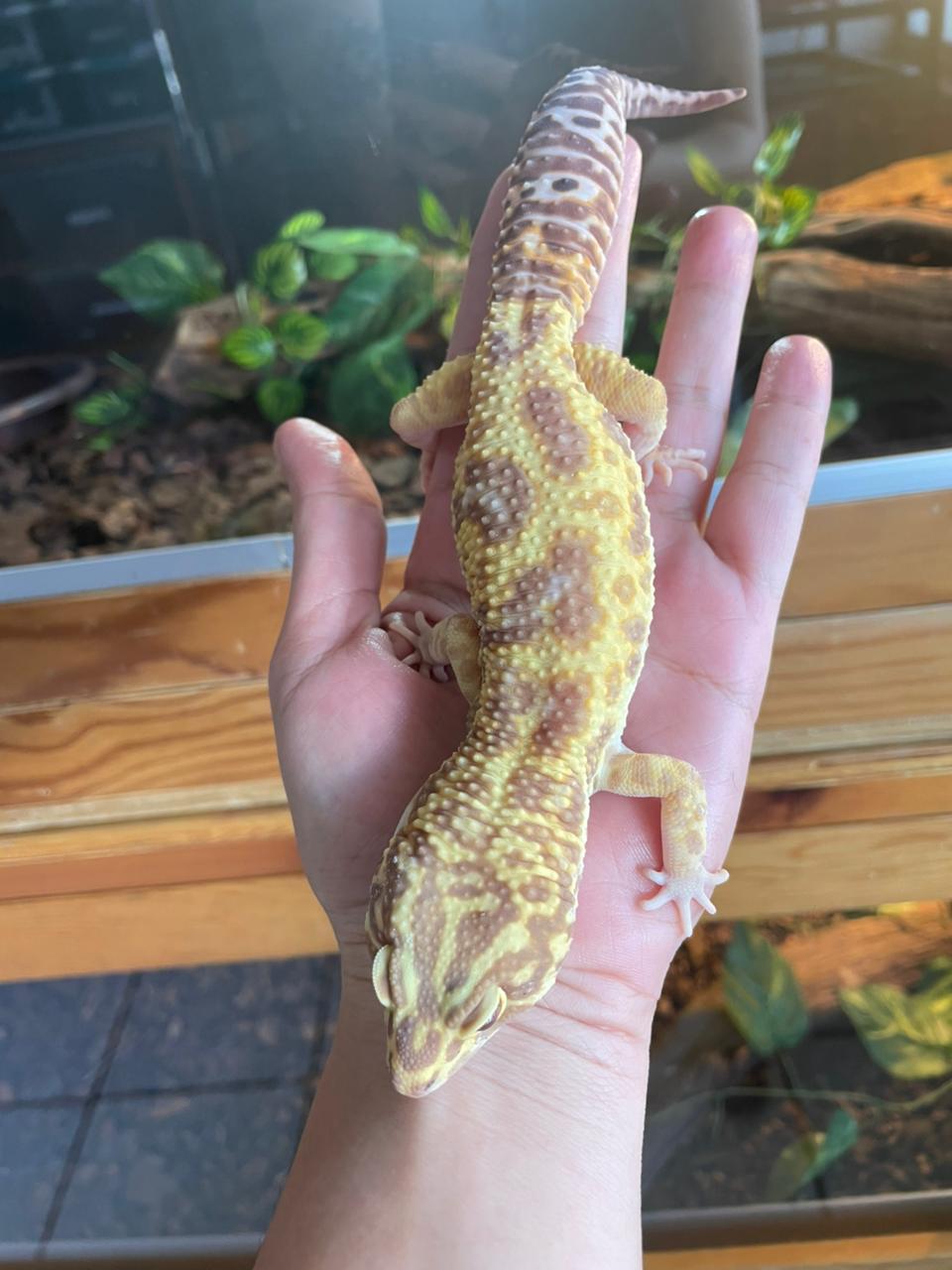 Gecko leopardo high yellow tangerine