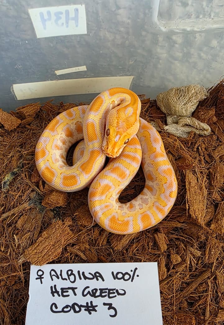 Piton burmes albino 100% het green Hembra