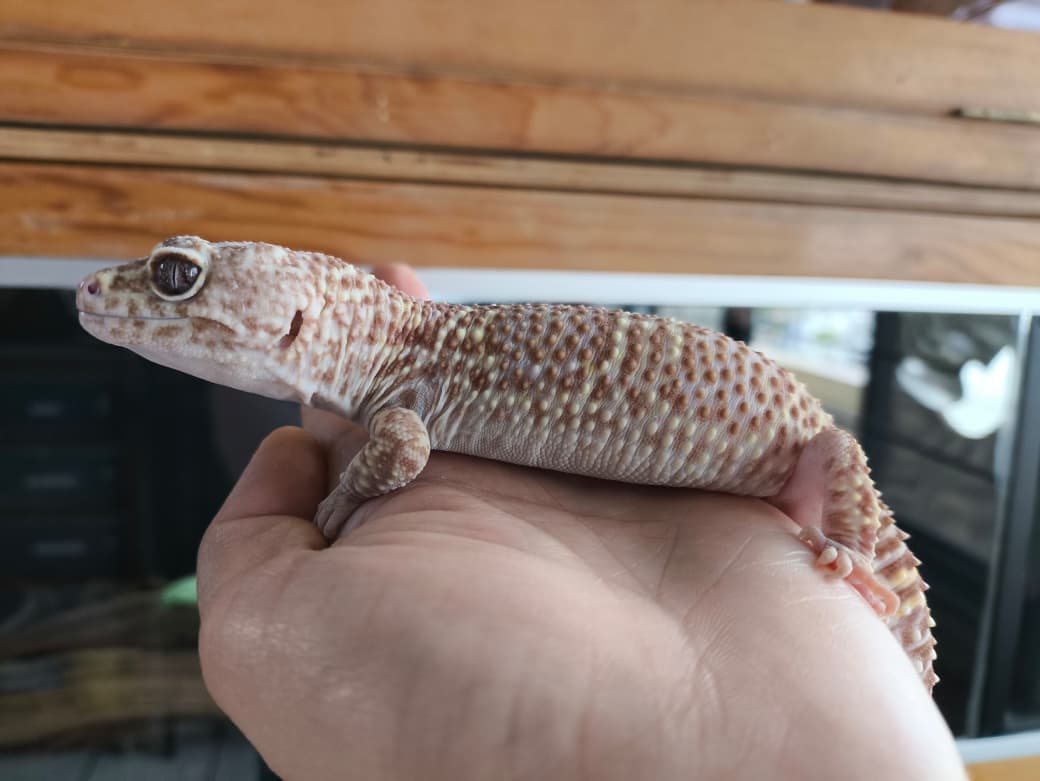 Gecko leopardo macho cod. 3
