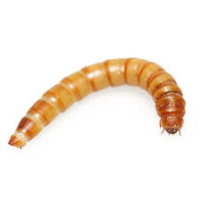 Tenebrio Larva