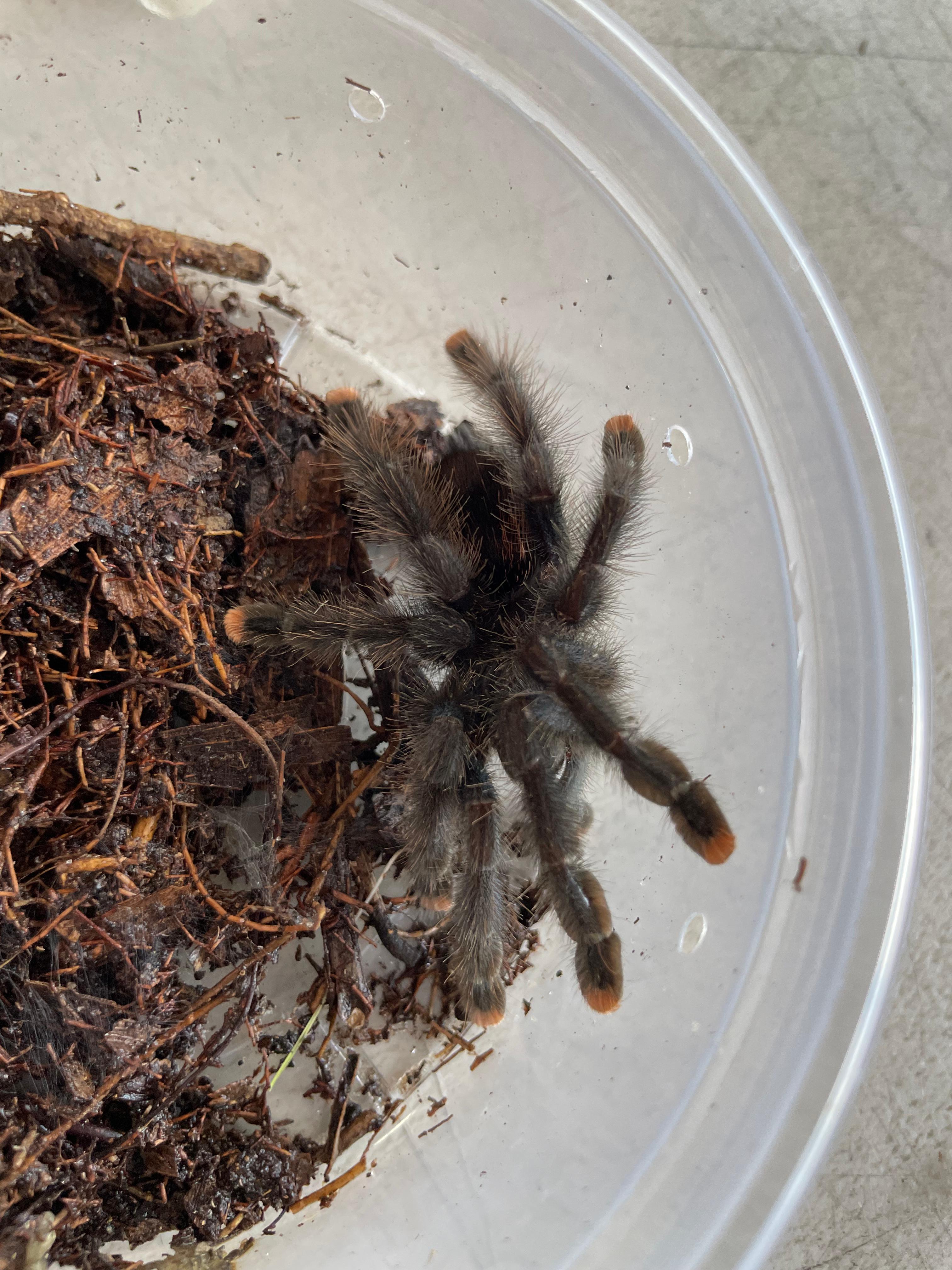 Tarantula dedos rosas juvenil
