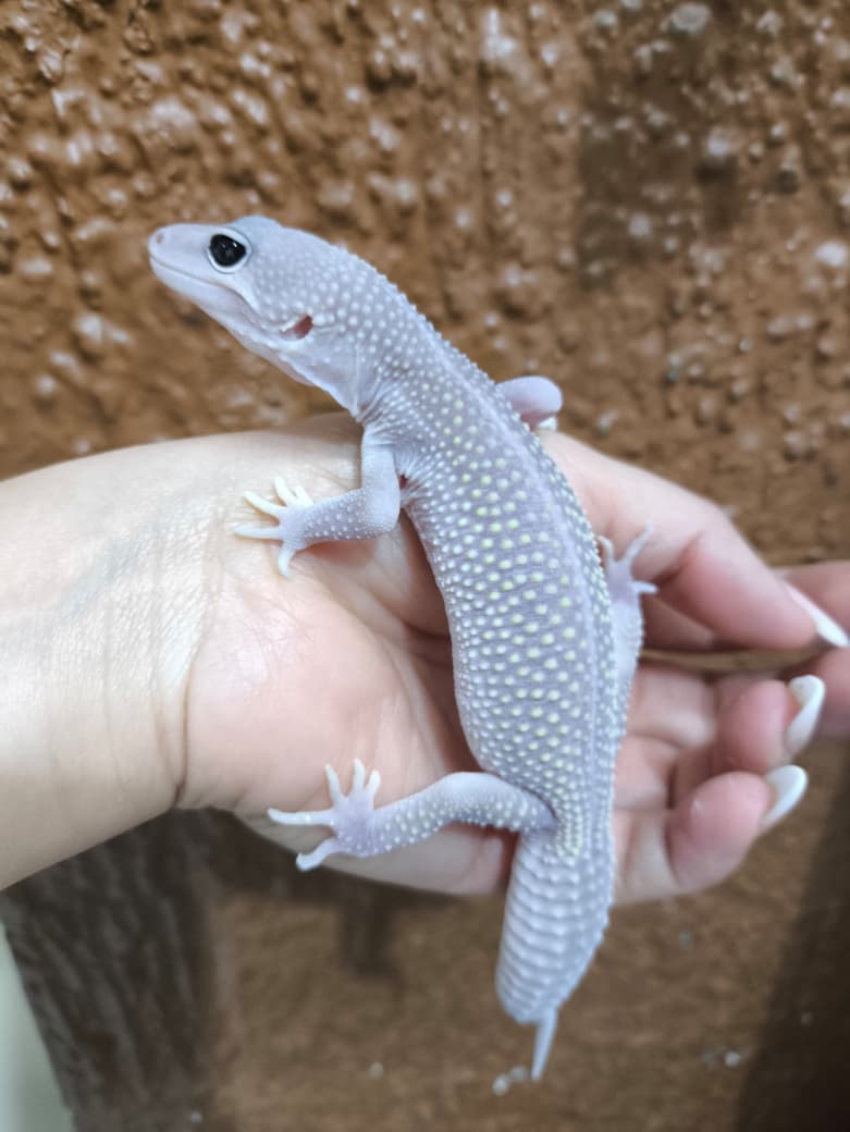 Gecko leopardo Blizzard het tremper eclipse macho juvenil 