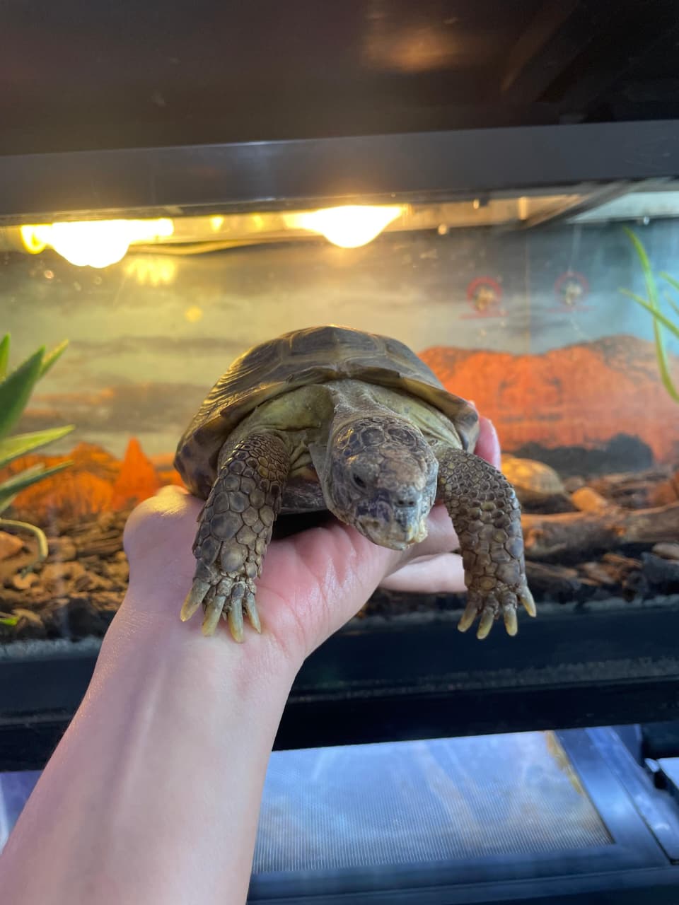 Tortuga Rusa macho adulto