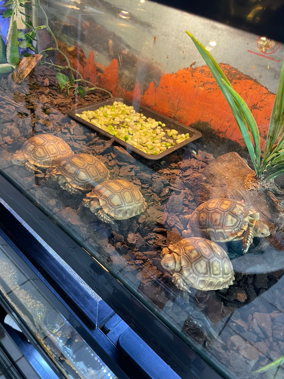 Tortuga sulcata