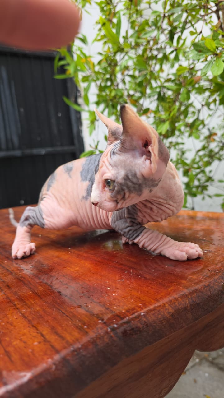 Gato esfinge