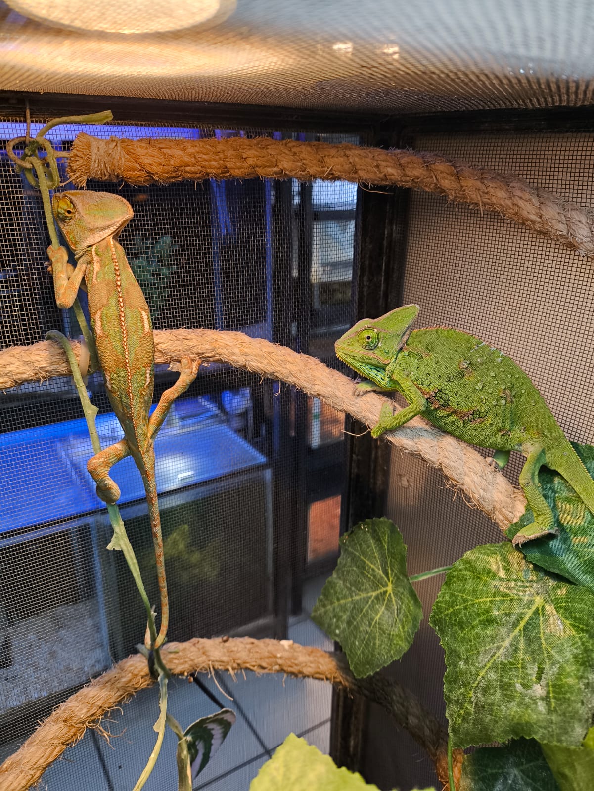 Camaleon de velo juvenil