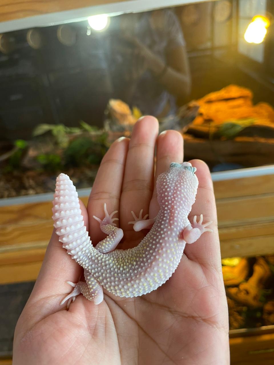 Gecko leopardo - Blizzard Hembra