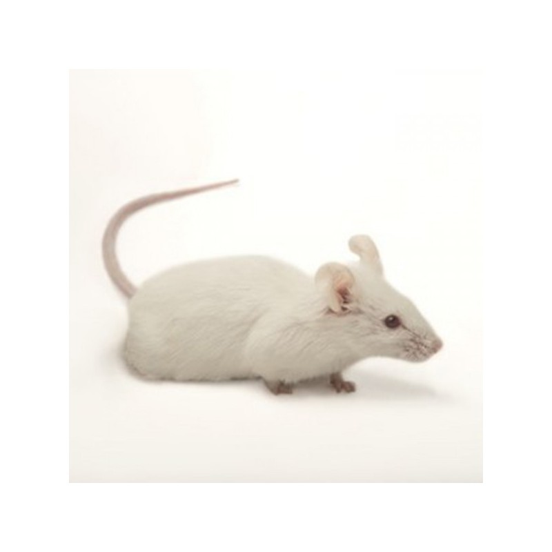 Raton arabe