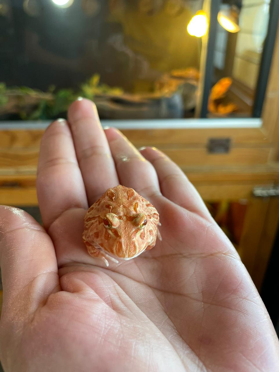 Rana pacman strawberry