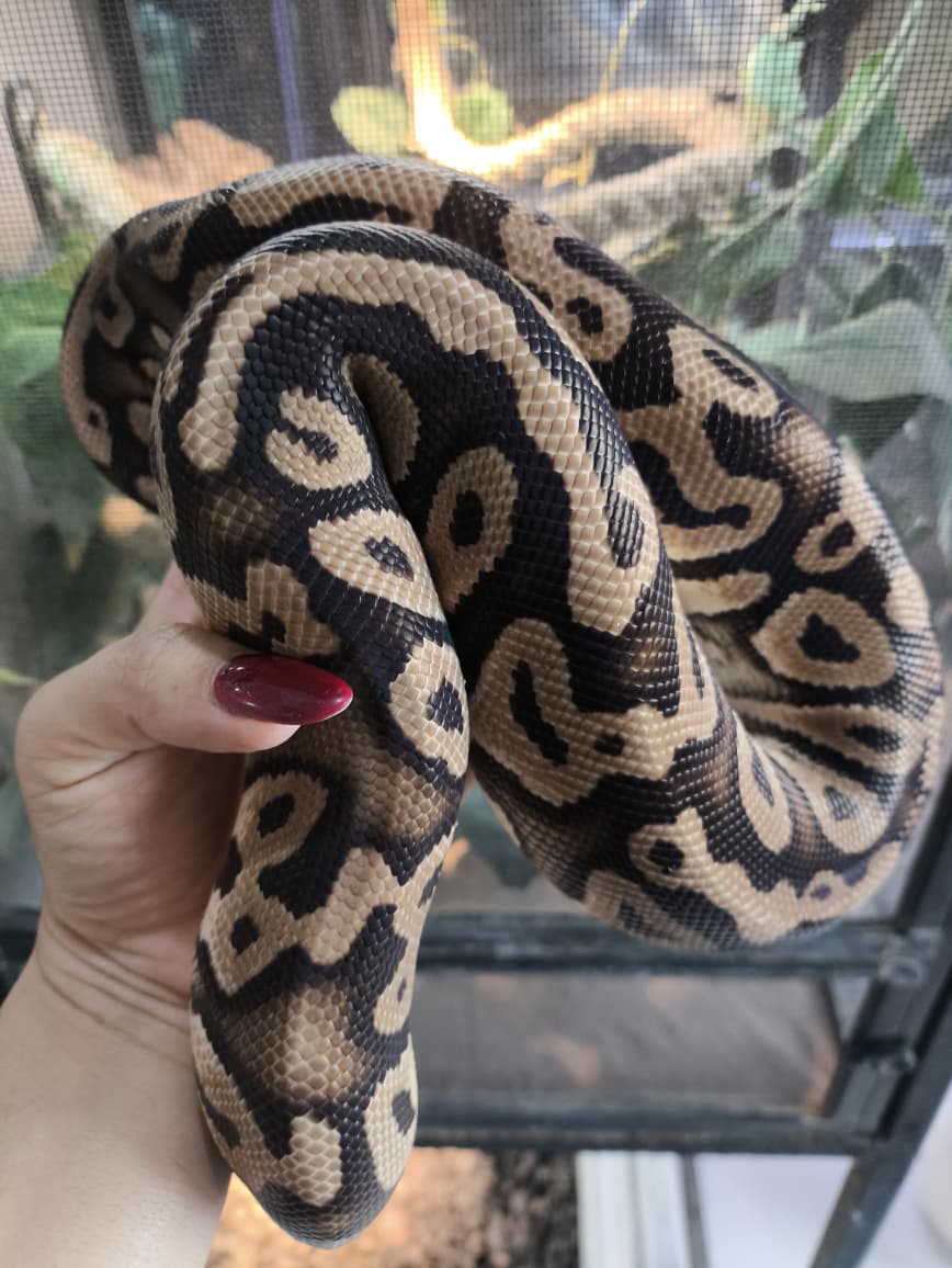 Piton bola - Mystic pastel