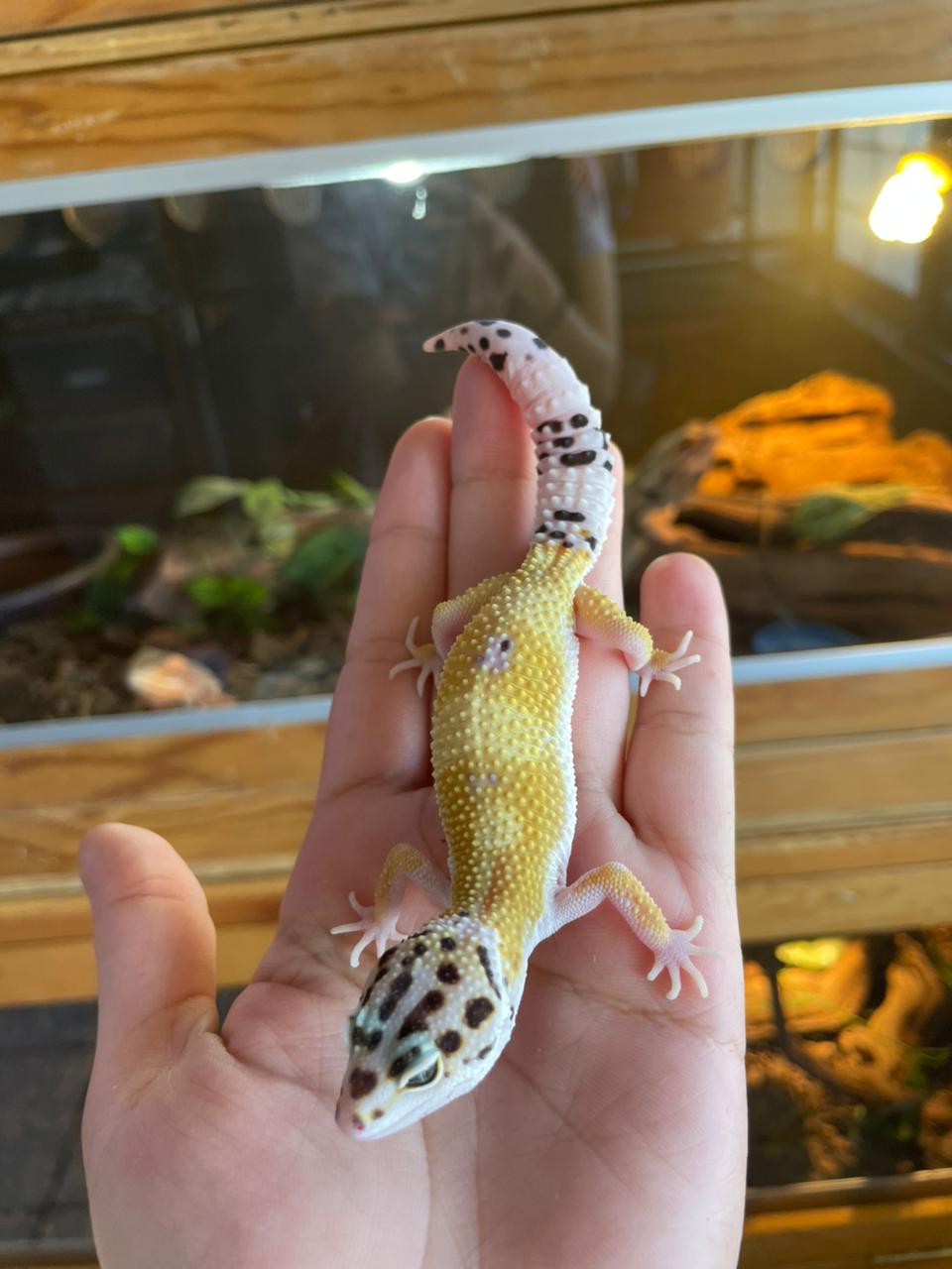 Gecko leopardo - Hypo hembra