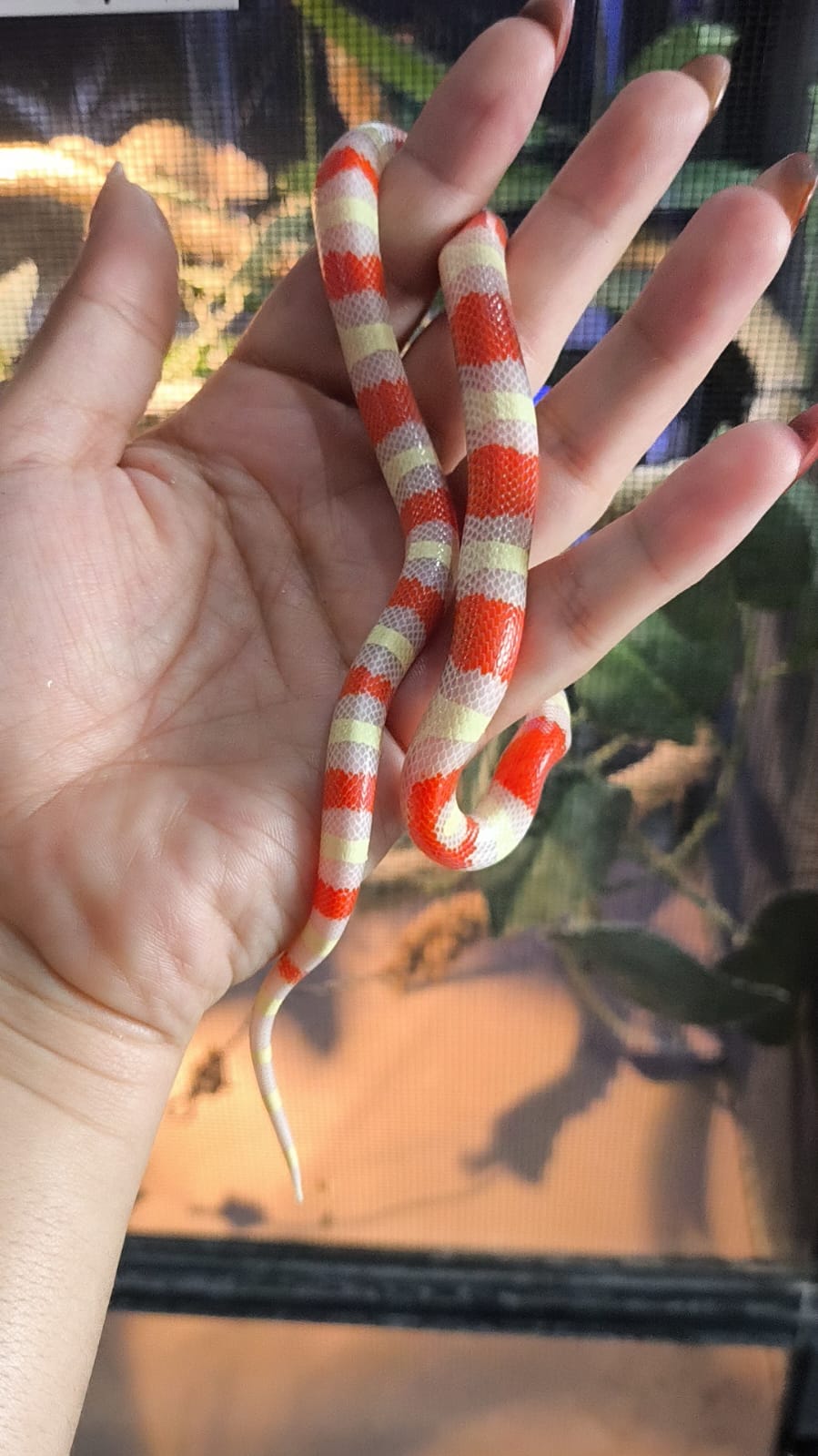 Falso coral albino chico