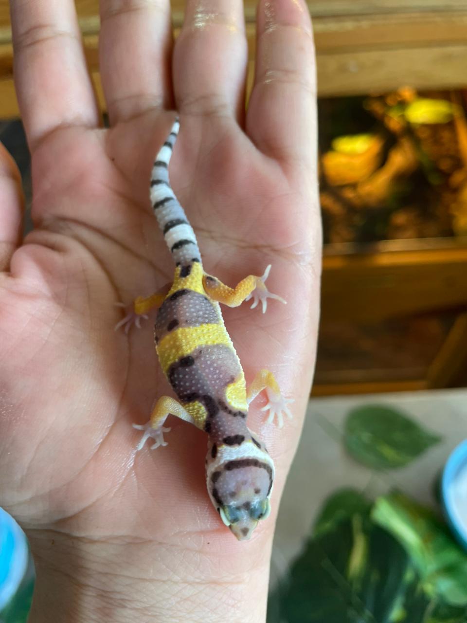 Gecko leopardo - HY cod 4