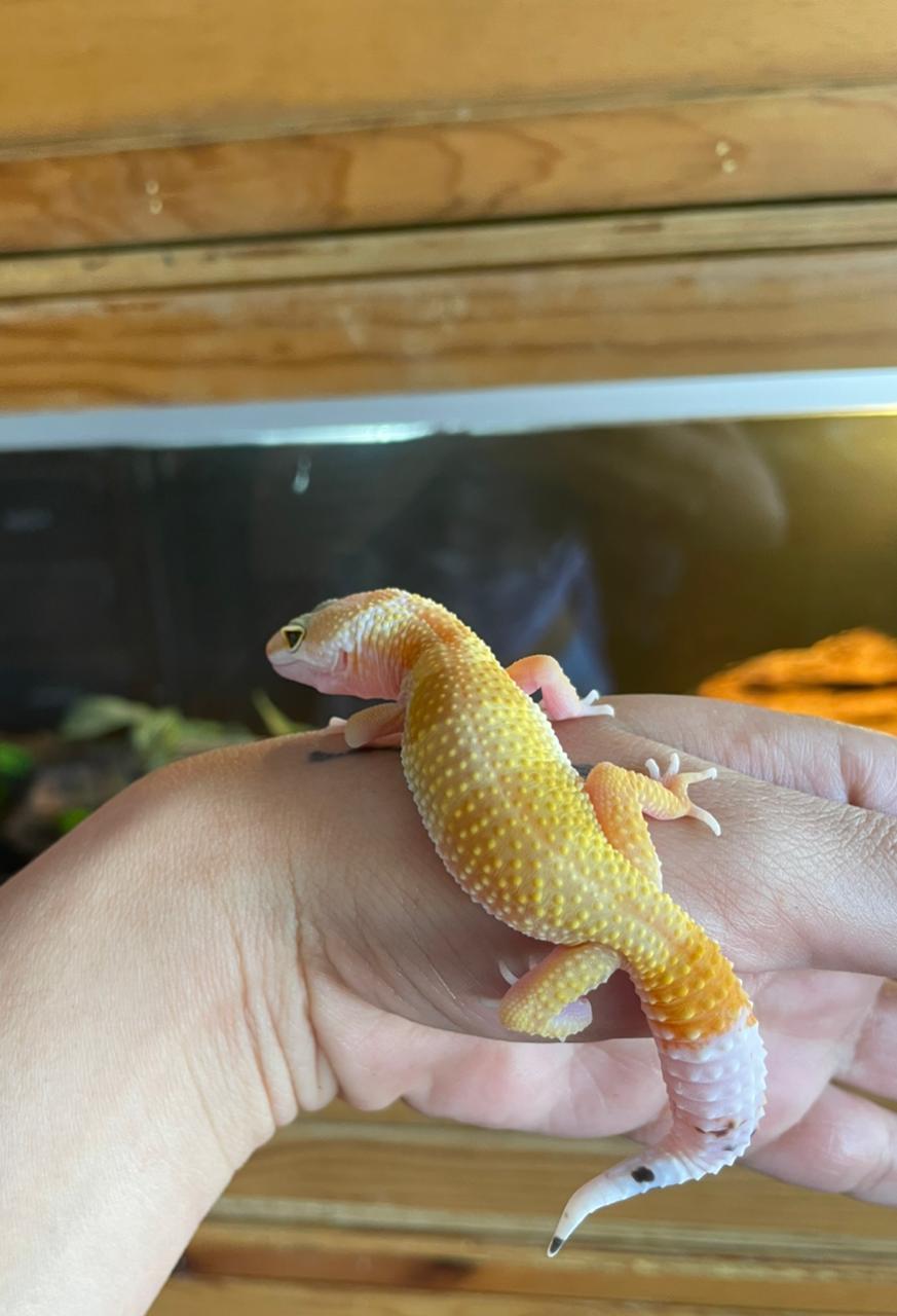 Gecko leopardo - SHCT