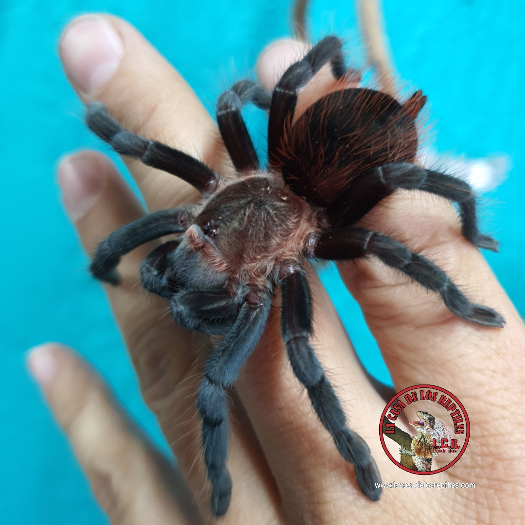 Tarantulas