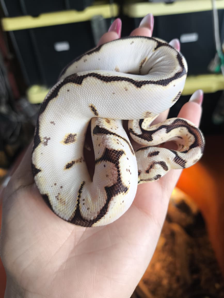 Piton bola - calibee 