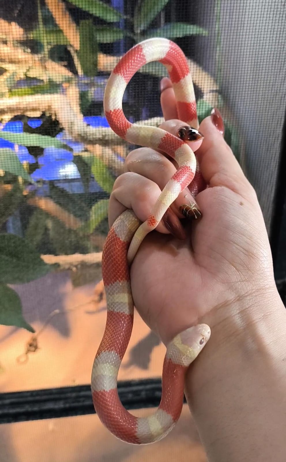 Falso coral albino mediano