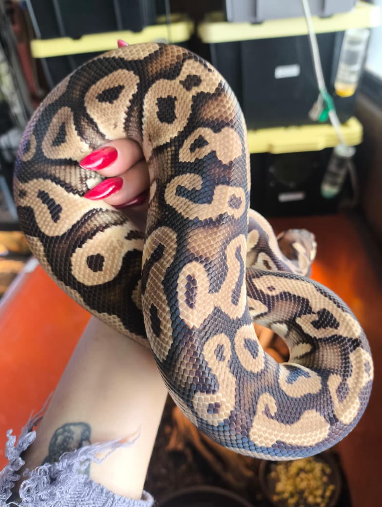 Piton bola - Mystic pastel