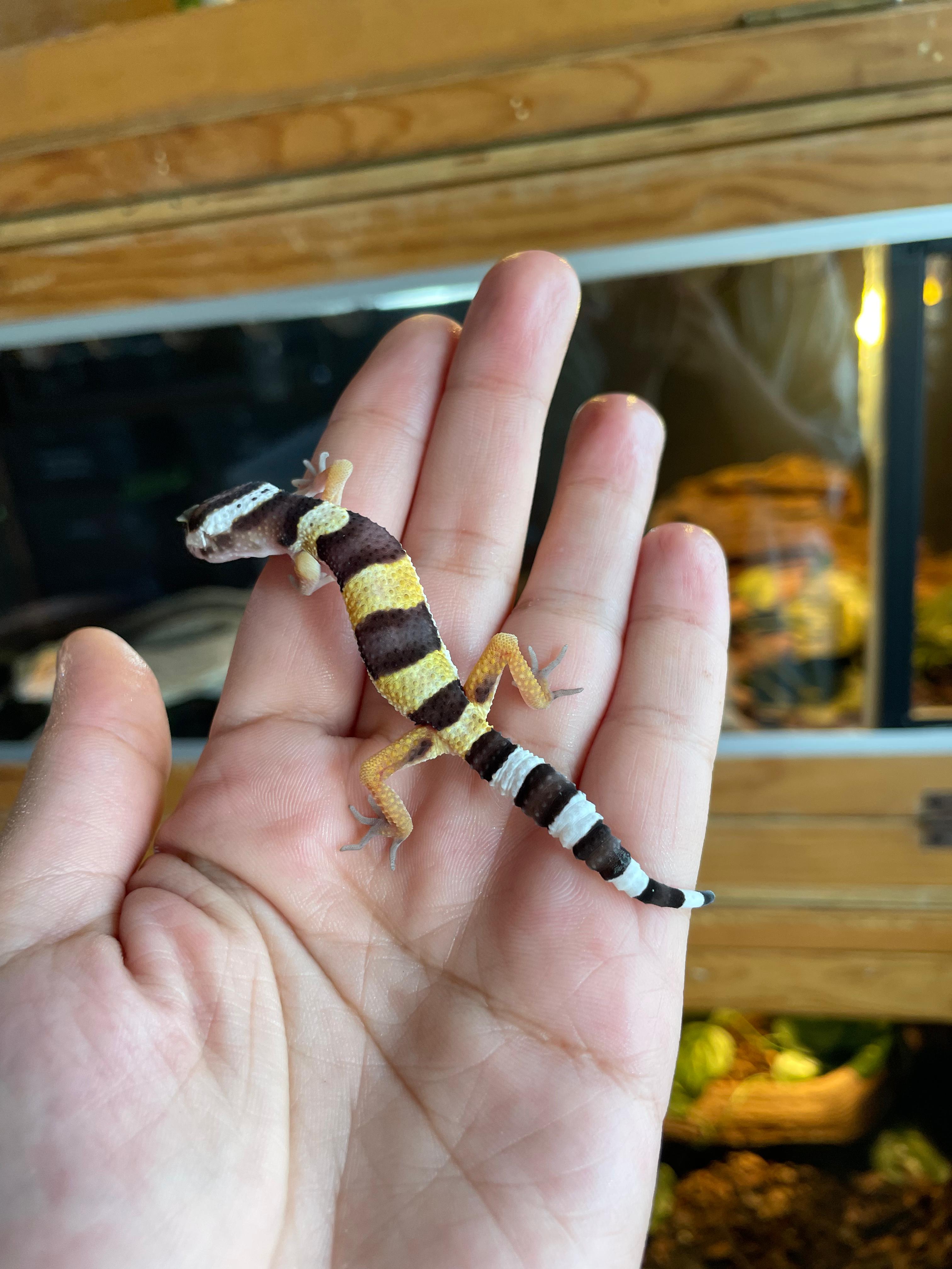 Gecko leopardo cria cod. 2