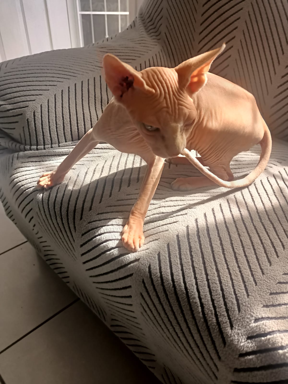 Gato esfinge naranja
