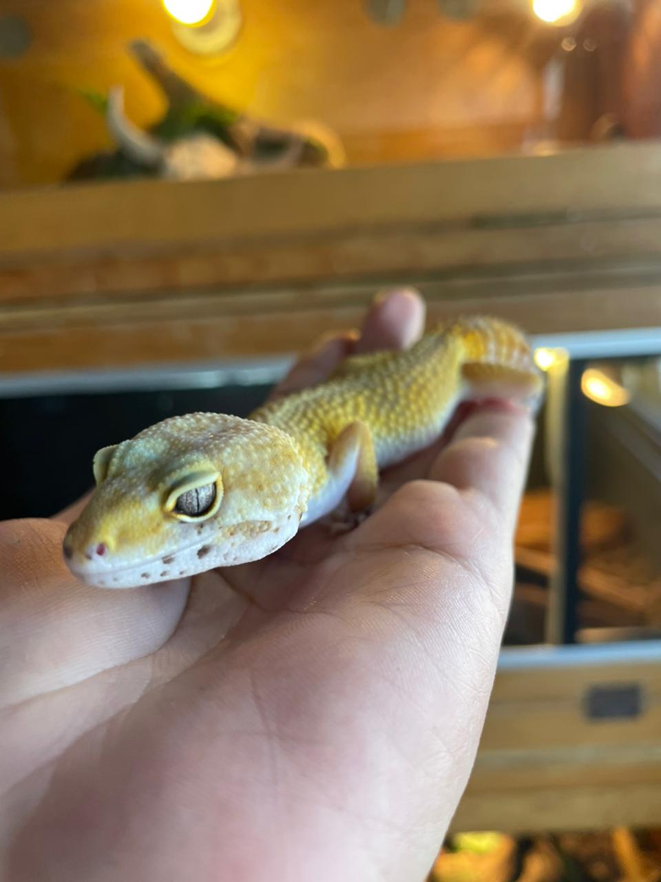 Gecko leopardo - SH Hembra