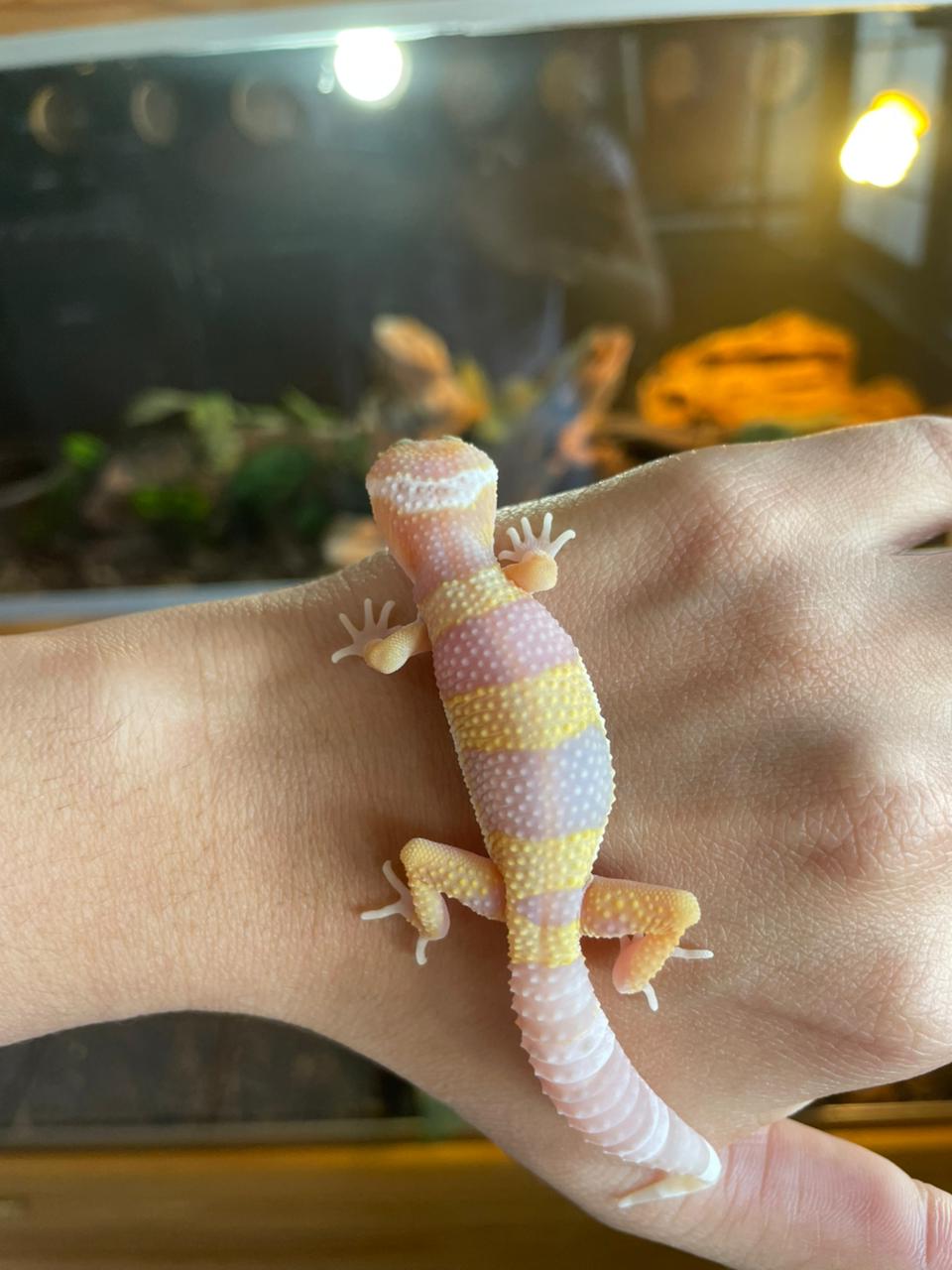 Gecko leopardo - Albino 