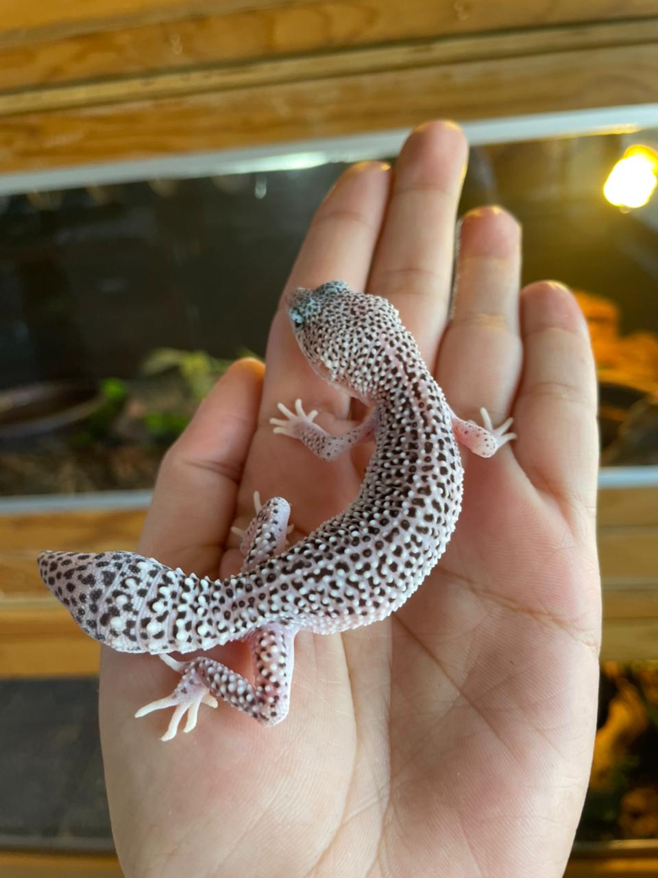 Gecko leopardo - Super snow hembra