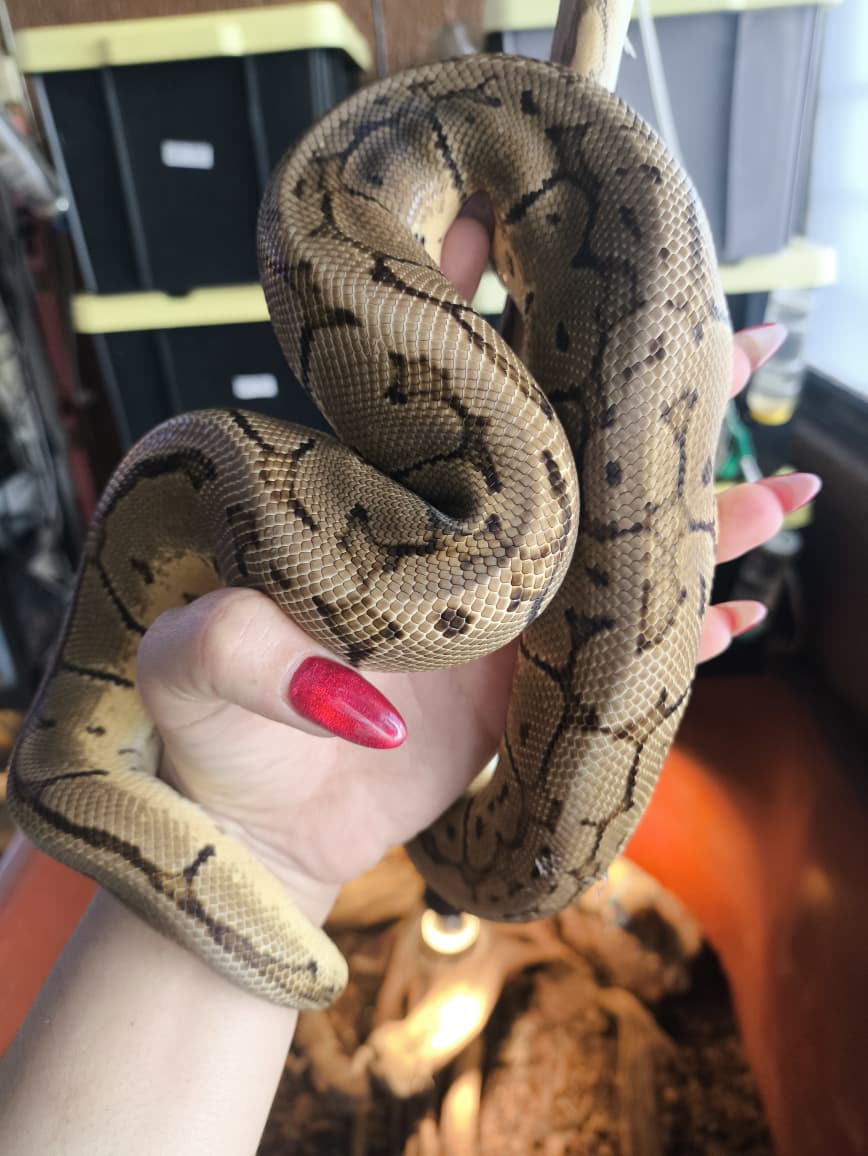 Piton bola - Lemon blast 100% gs