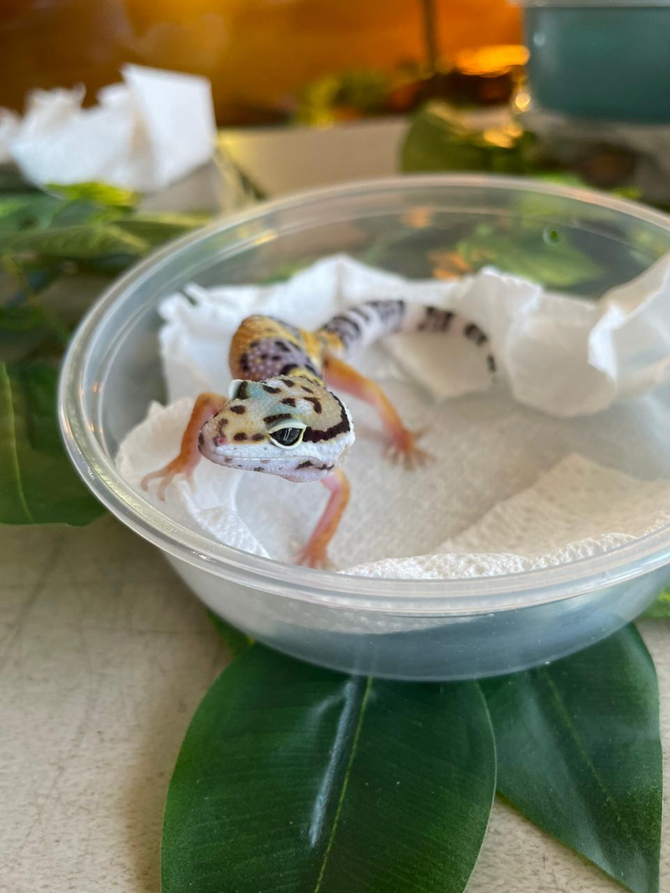 Gecko leopardo - HY cod 2