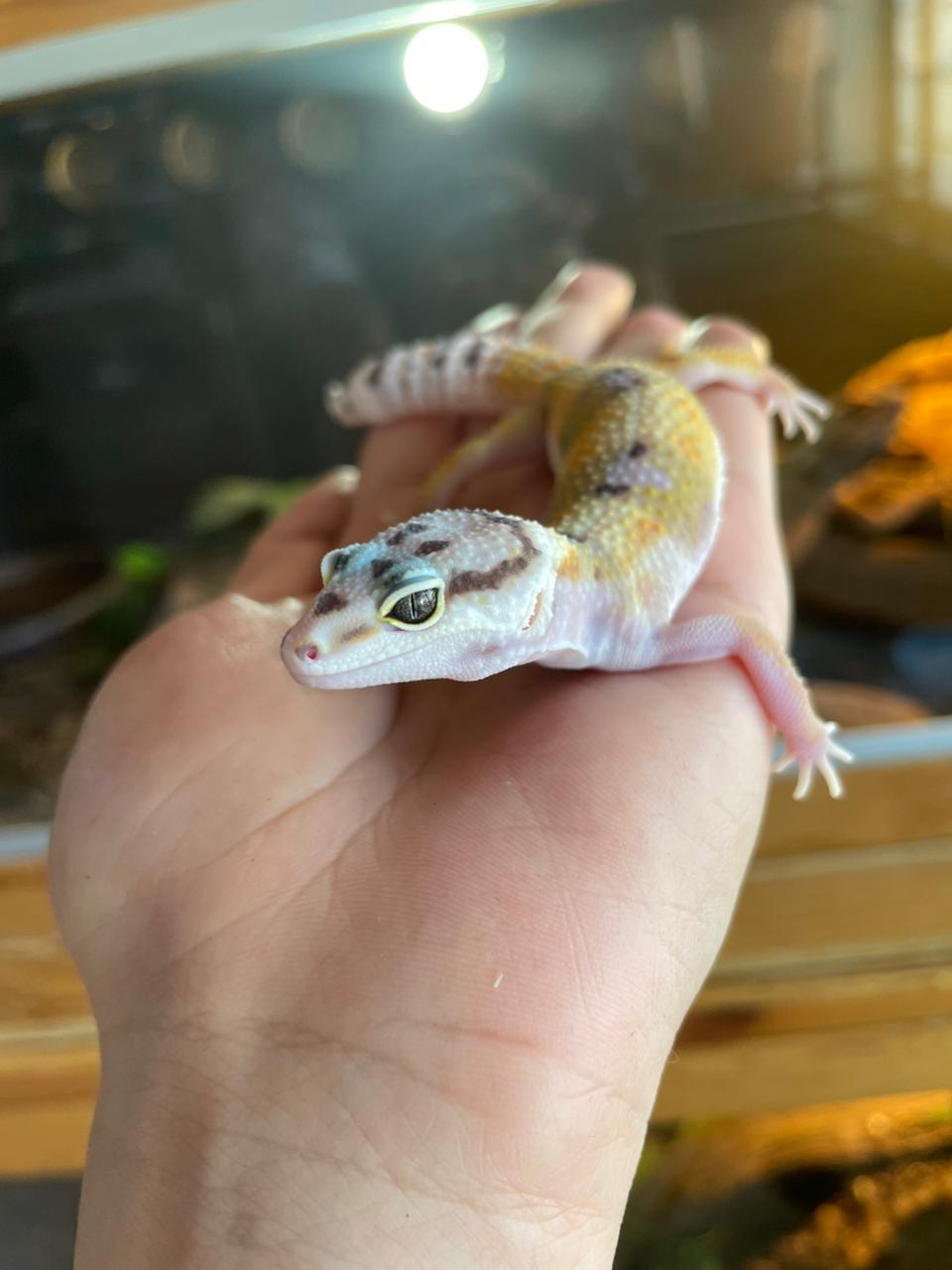 Gecko leopardo - Hipo