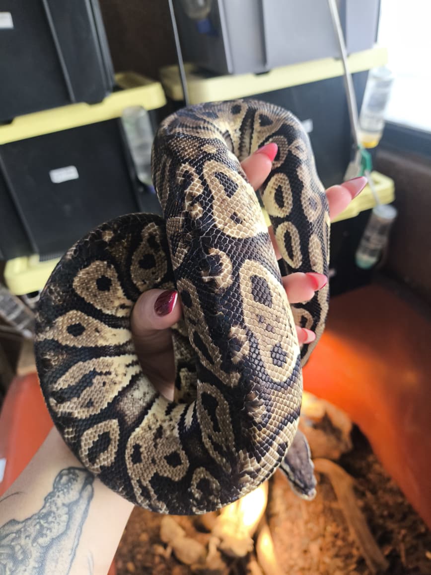 Piton bola - pastel macho detalle