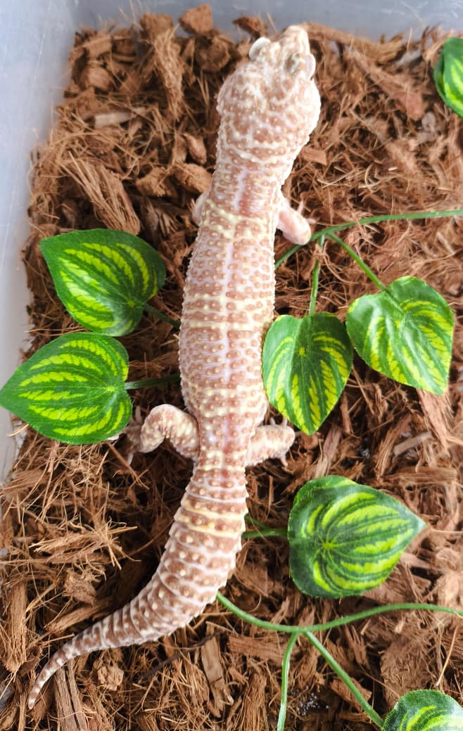 Gecko leopardo macho cod. 3
