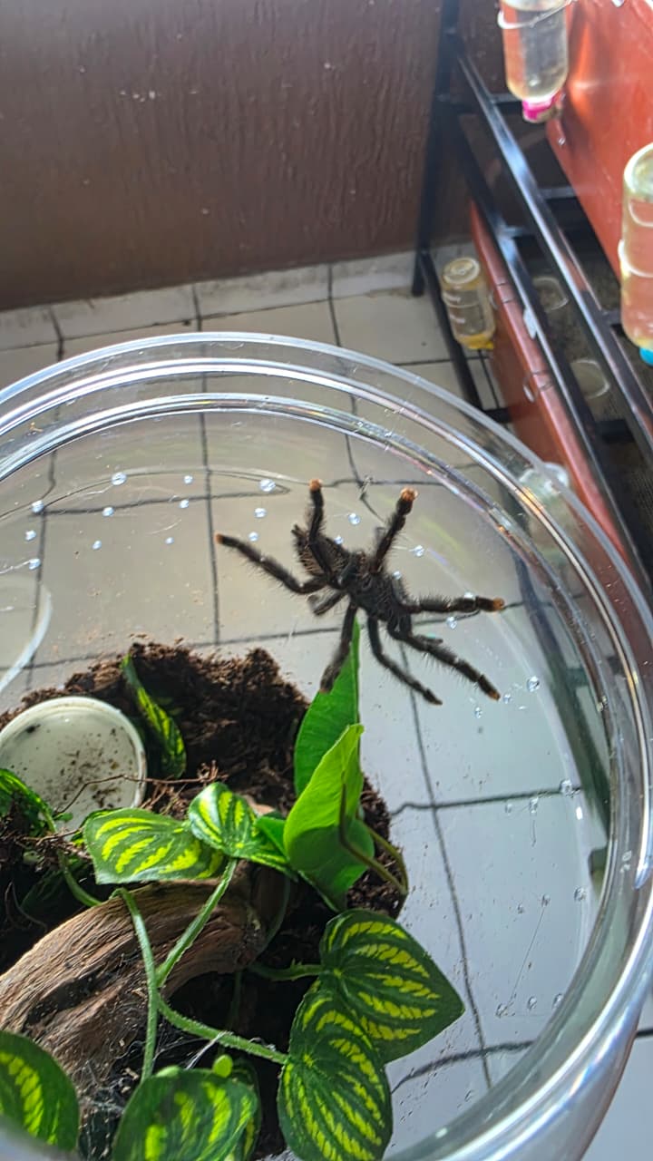 Tarantula dedos rosas juvenil