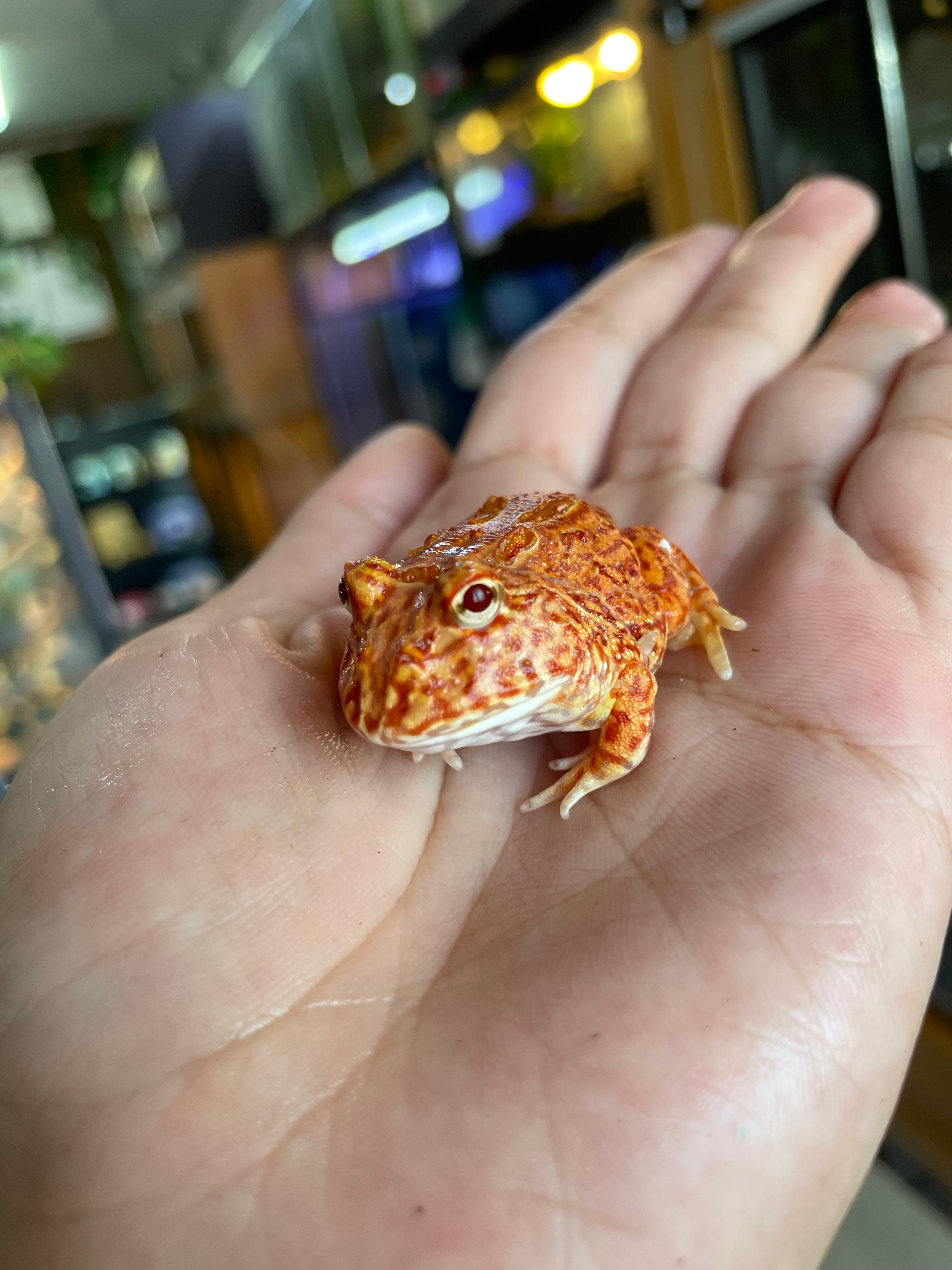 Rana pacman Coral Blaze