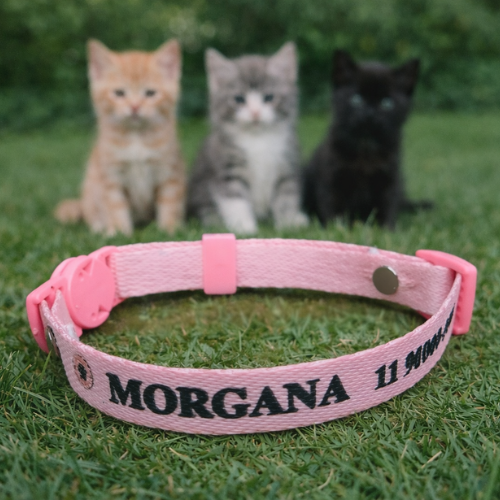 Coleira Gato