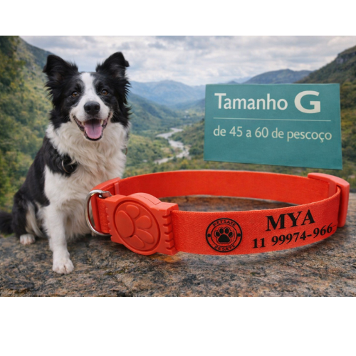 Coleira Cachorro