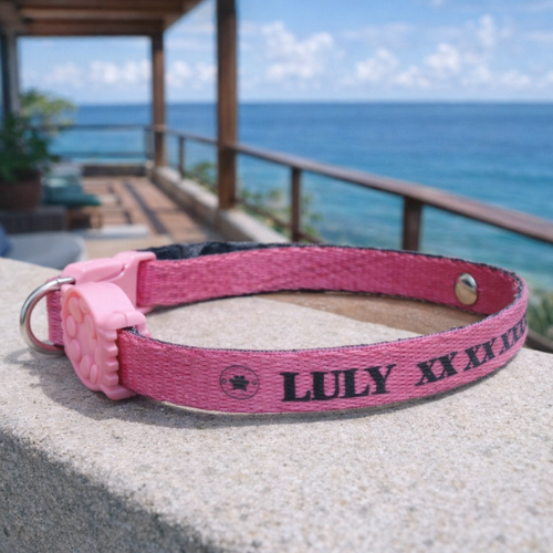 Coleira Cachorro