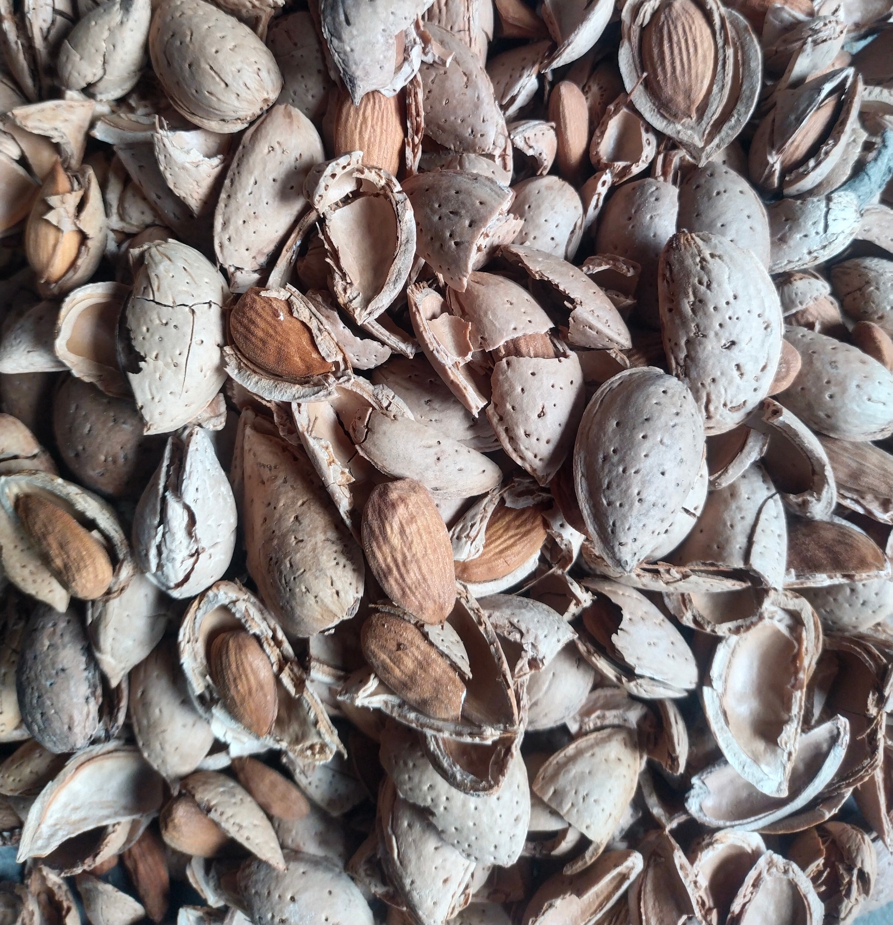 Paper Almonds -کاغزی بادام Grade VI