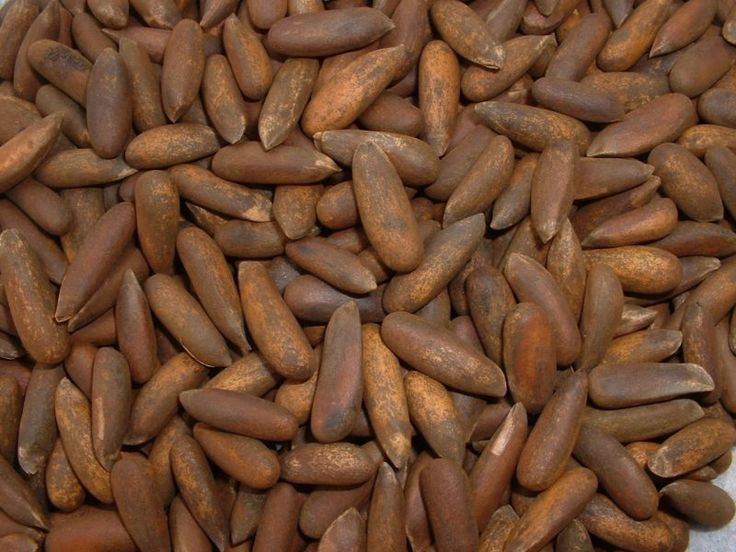 Roasted Pine - بھنا ہوا چلغوزہ 