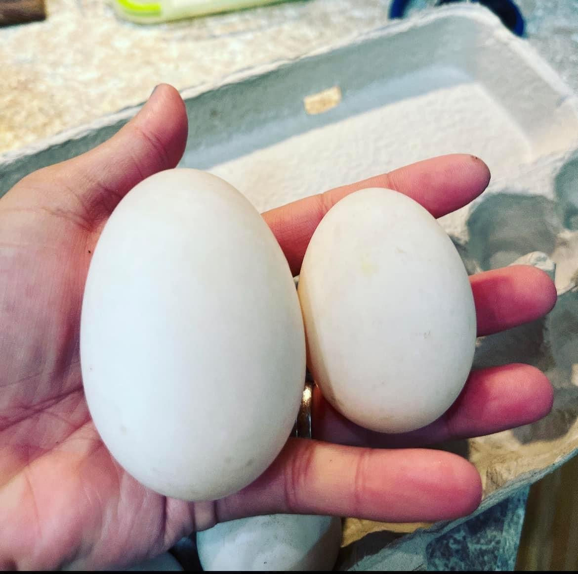 Fresh Duck Eggs (1 Dz)