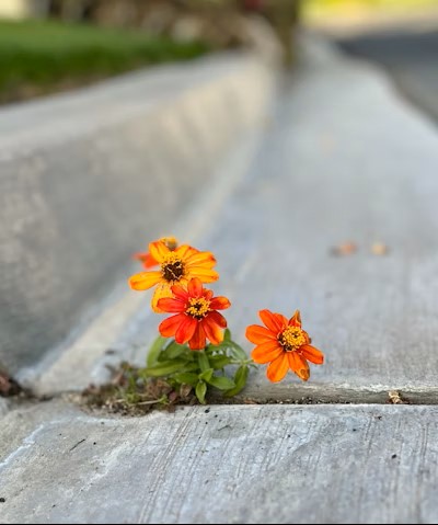 Road to Resilience