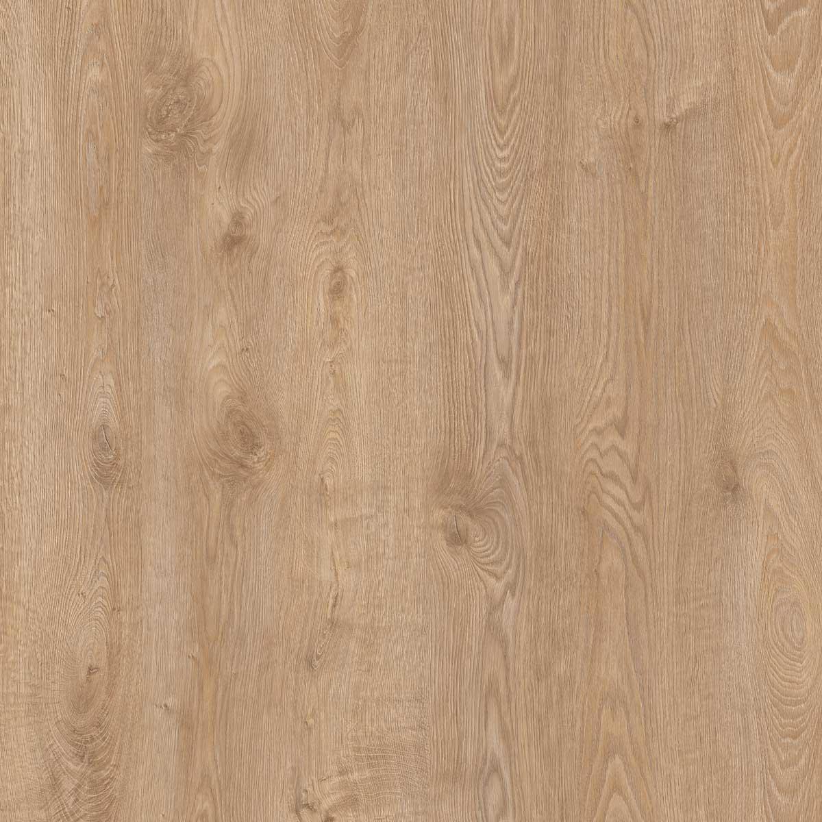 GOLD ESSENTIAL ROBLE CALIFORNIA