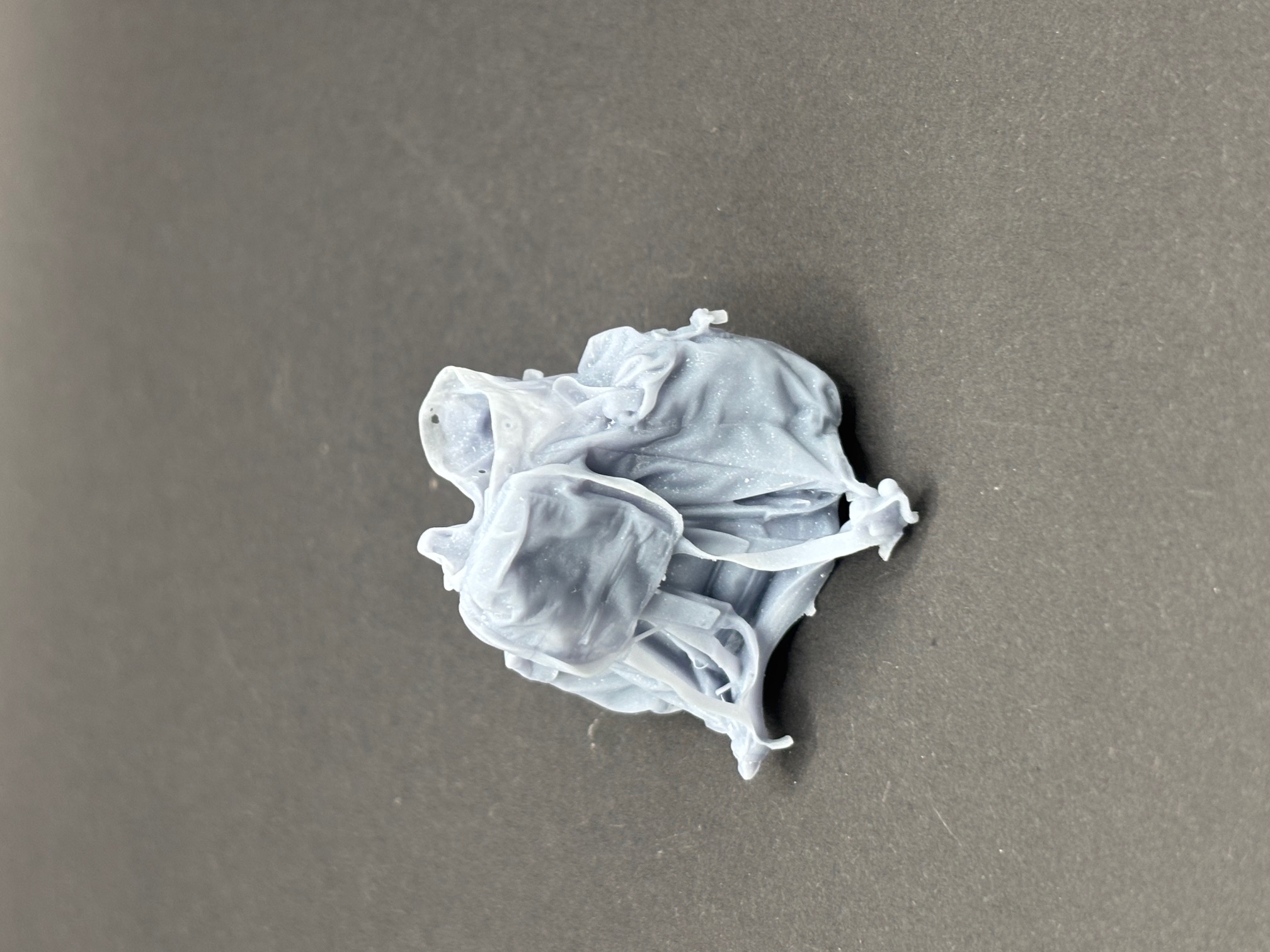 British Bergen open, resting on ground