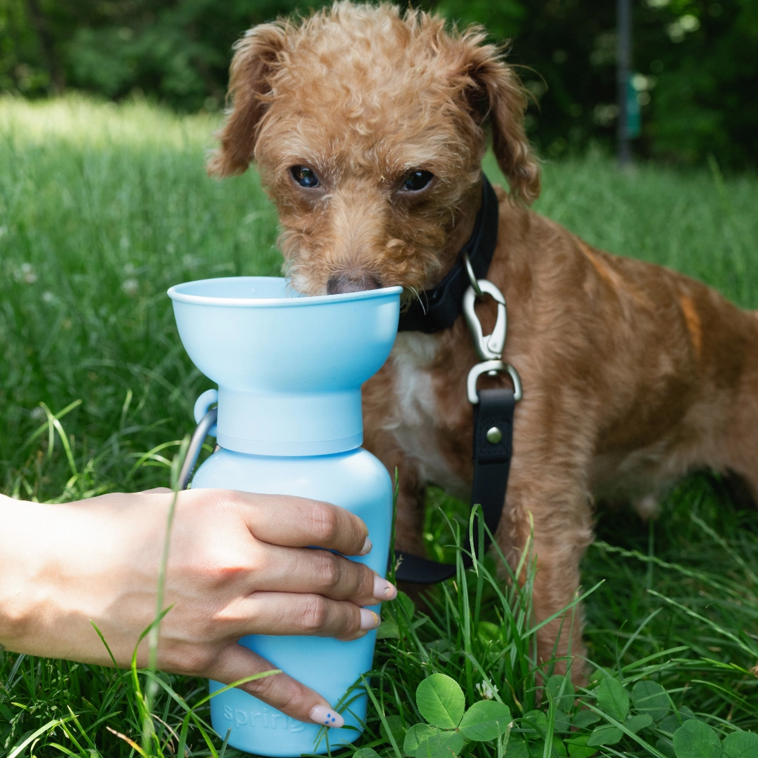 Travel Dog Water Bottle - 20oz.