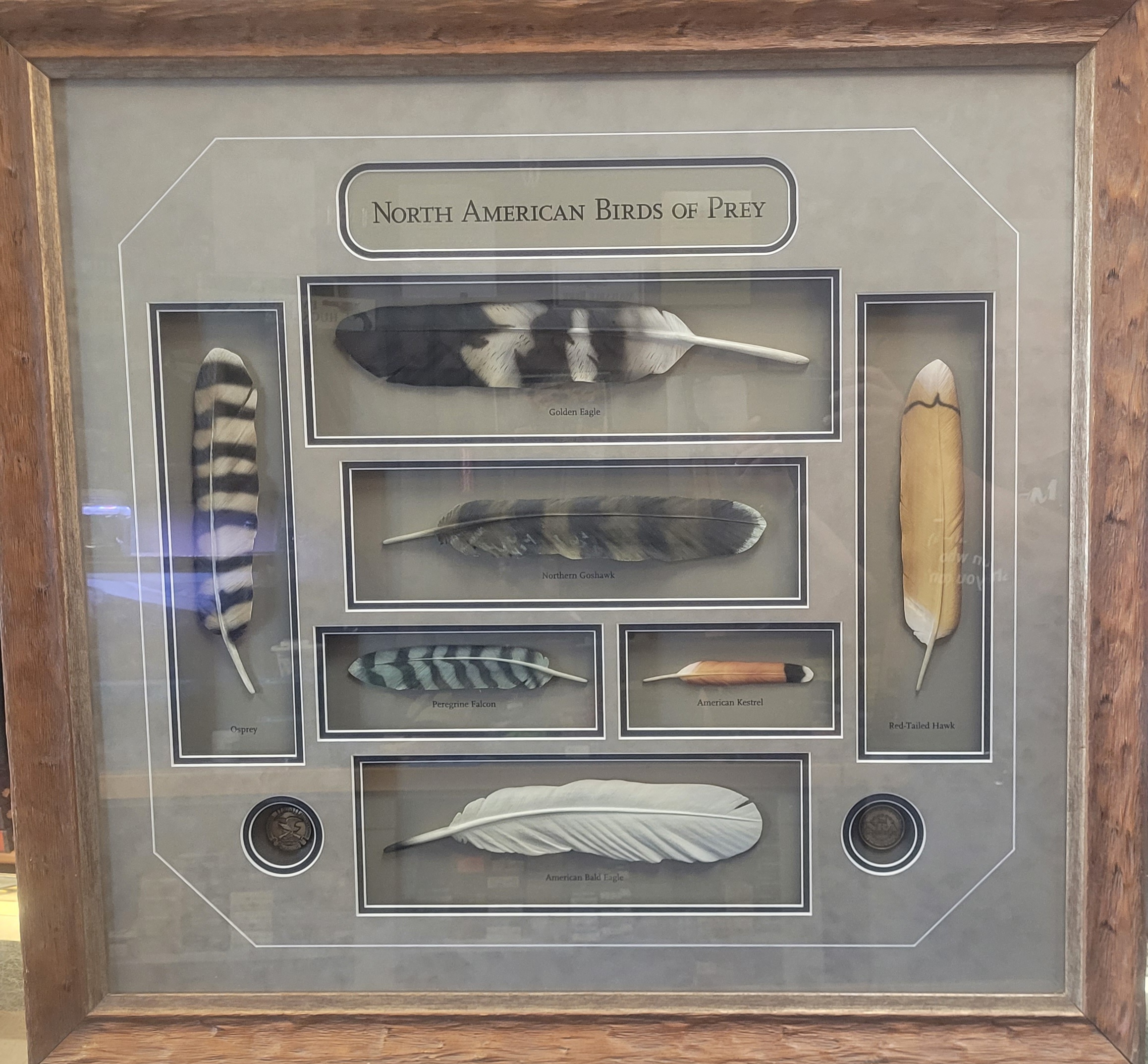 North American Birds of Prey By NRA