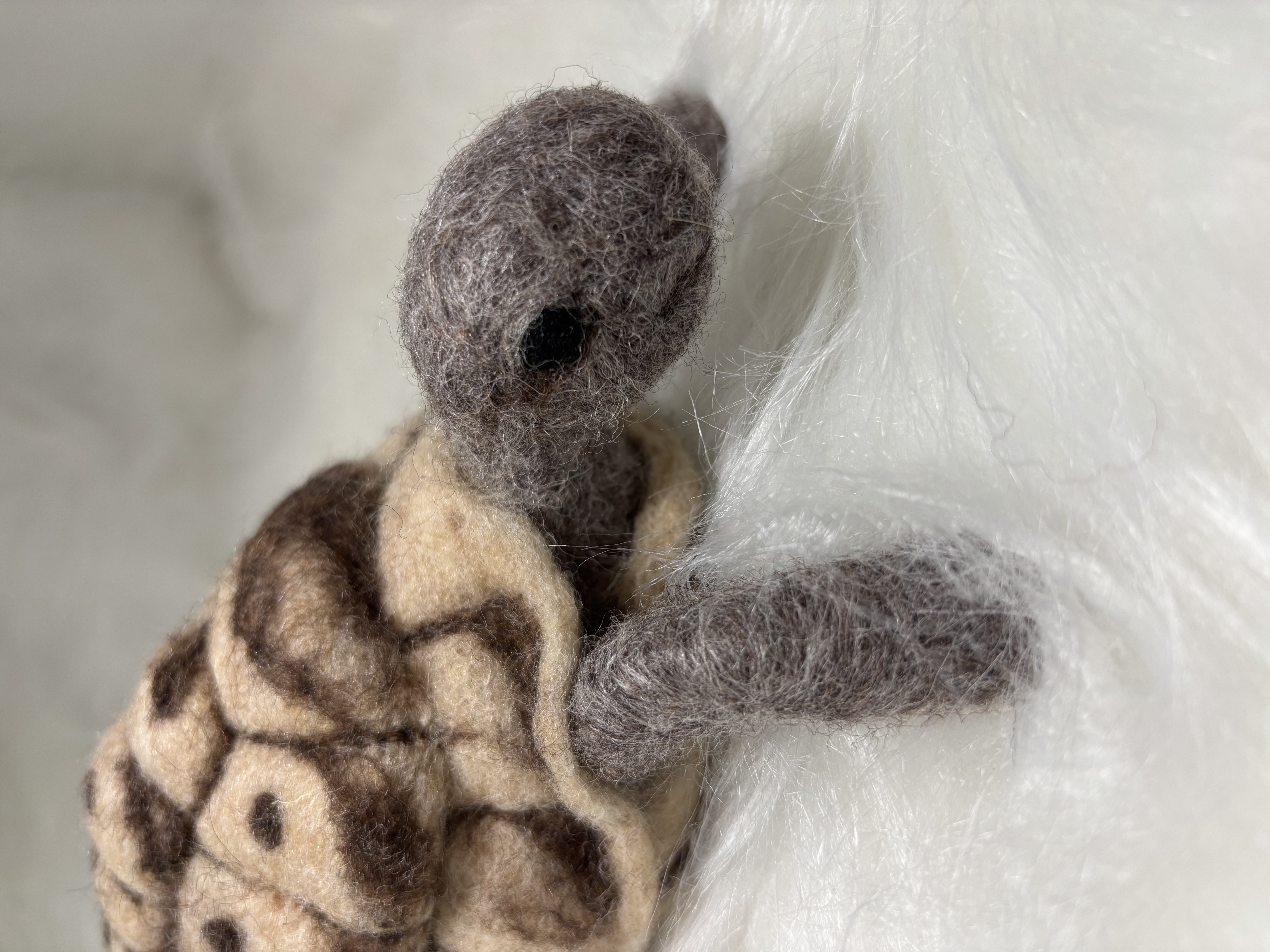 Genaaldvilte schildpad 